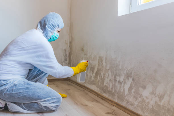 Licensed Basement Mold Remediation service in Auburn, WA - WQB Mold Removal