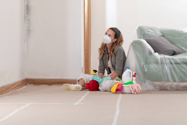 Reliable Basement Mold Remediation contractor in Auburn, WA by WQB Mold Removal